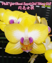 Phalaenopsis Yen Shuai Sweet Girl 'Shiny Girl'