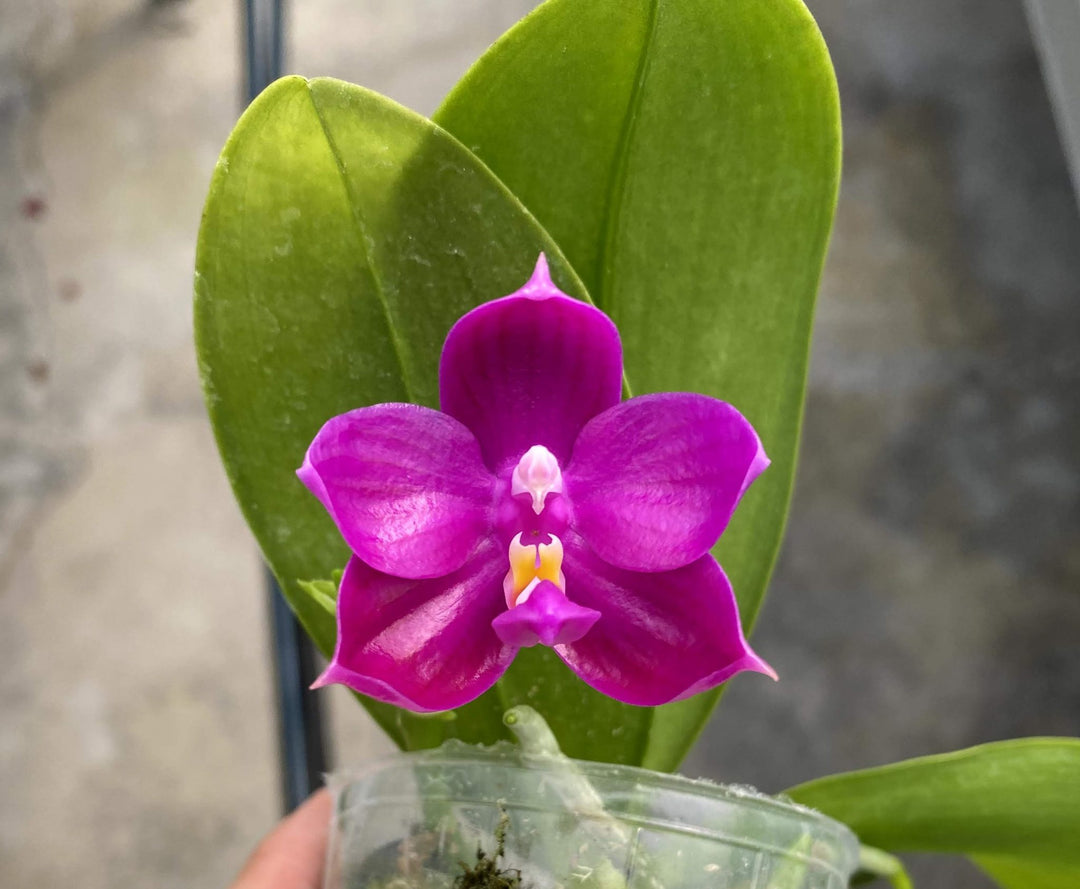 Phalaenopsis Shingher Pure Love x bellina coerulea