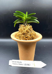 Neofinetia falcata 'Yodonomatsu' 淀の松