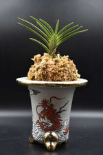 Carica l'immagine nel visualizzatore Galleria, Neofinetia falcata 'Yoroidōshi' 鎧通し