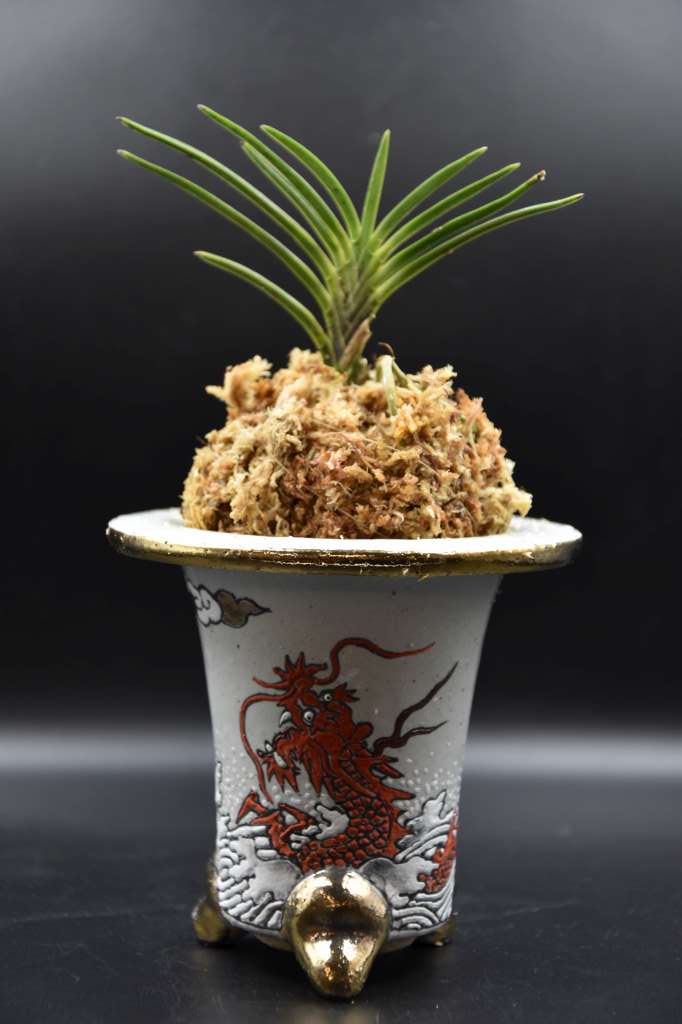 Neofinetia falcata 'Yoroidōshi' 鎧通し