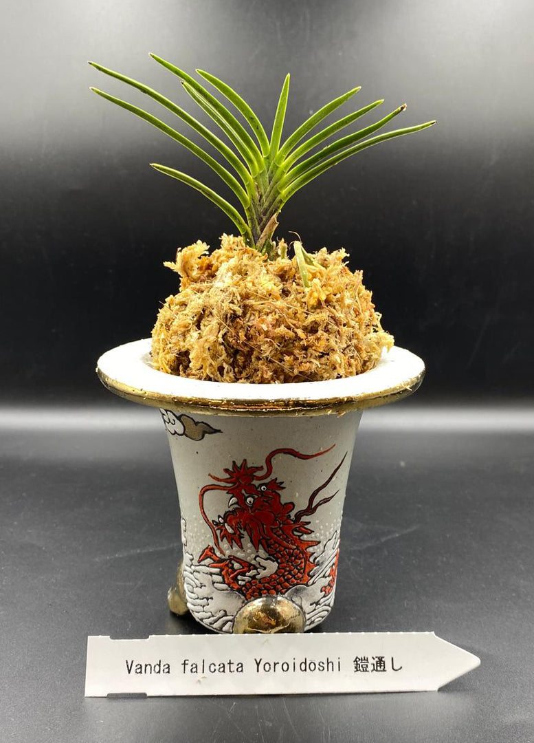 Neofinetia falcata 'Yoroidōshi' 鎧通し