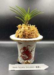 Neofinetia falcata 'Yoroidōshi' 鎧通し