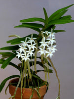 Carica l&#39;immagine nel visualizzatore Galleria, Ypsilopus amaniensis syn. Rangeris amaniensis
