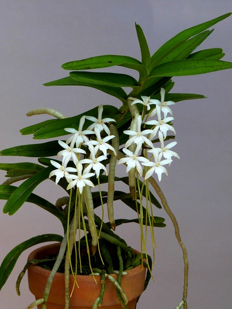 Ypsilopus amaniensis syn. Rangeris amaniensis