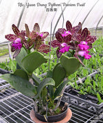 Carica l&#39;immagine nel visualizzatore Galleria, Rhyncholaeliocattleya Yuan Dung Python &#39;Passion Fruit&#39;
