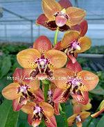 Load image into Gallery viewer, Phalaenopsis Zheng Min Anaconda &#39;CL-01&#39; Mainshow
