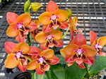Load image into Gallery viewer, Phalaenopsis Zheng Min Anaconda &#39;CL-01&#39; Mainshow
