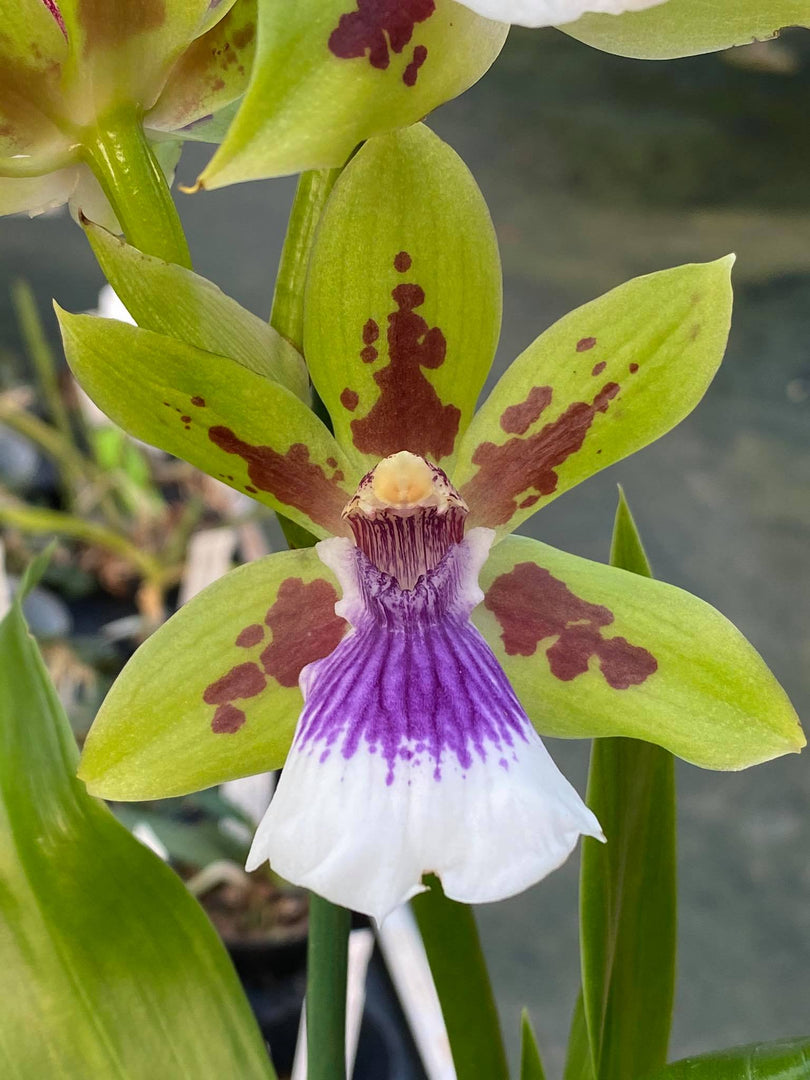 Zygoneria Adelaide Meadows