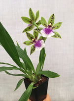 Carica l&#39;immagine nel visualizzatore Galleria, Zygoneria Adelaide Meadows
