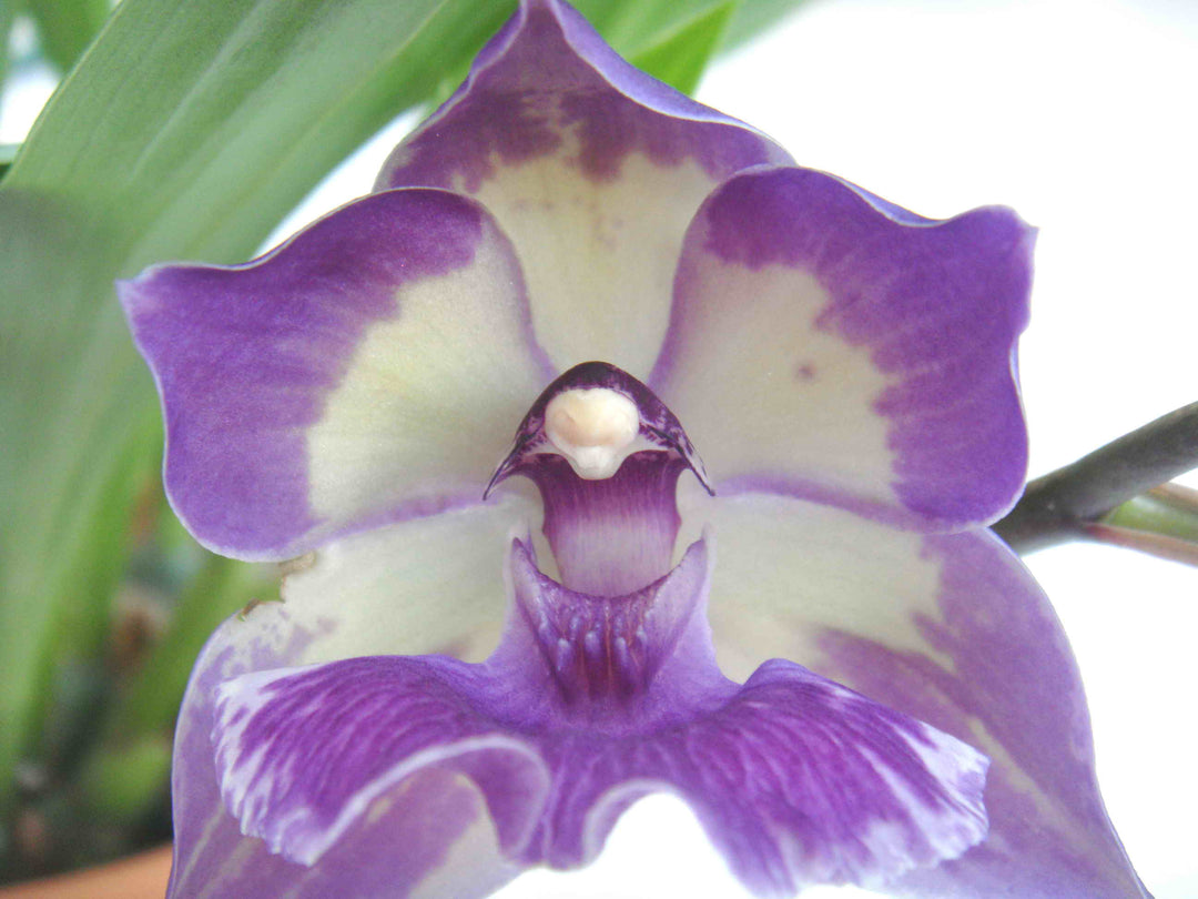 Zygonisia Murasakikomachi