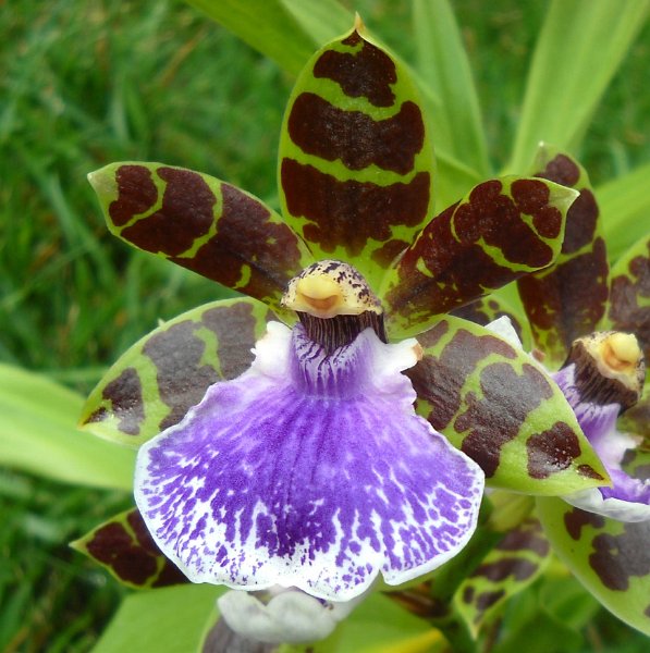 Zygopetalum Jumpin Jack 'Kalapana'