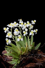 Carica l&#39;immagine nel visualizzatore Galleria, Zygostates alleniana
