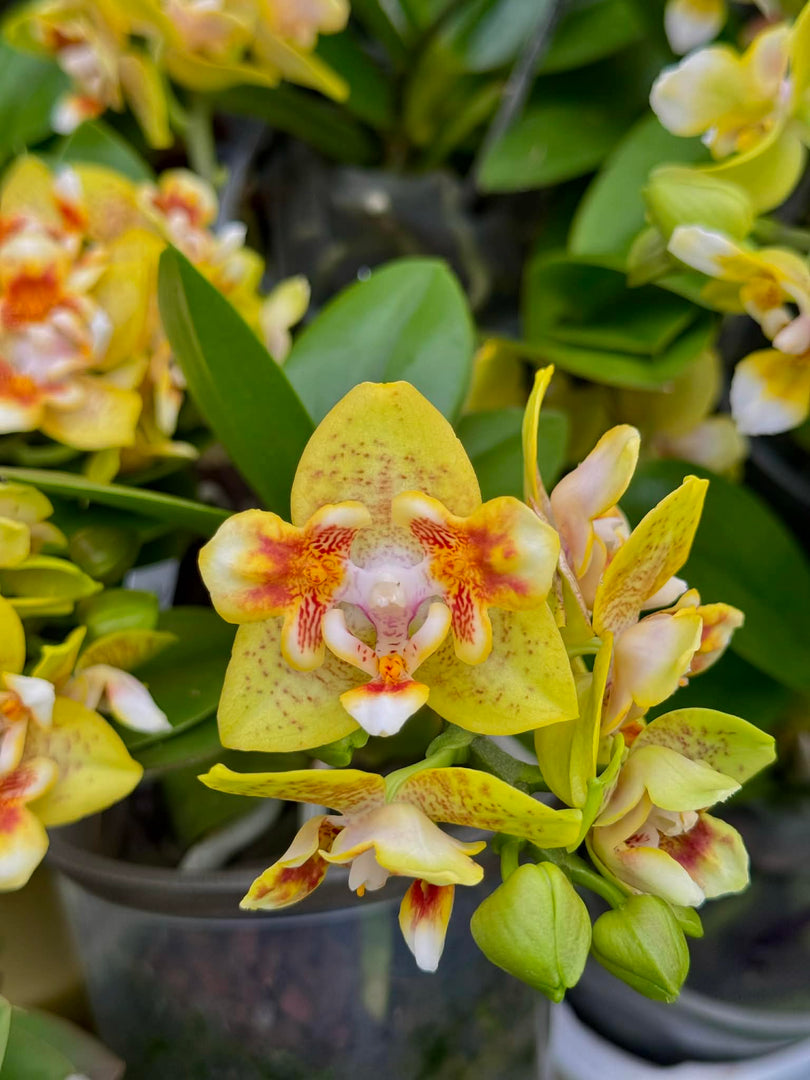Phalaenopsis Anmio Yellow Bat 'AN-6605'