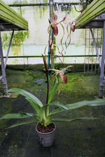 Load image into Gallery viewer, Paphiopedilum Winter Pearl (Magic Lantern xemernii var. huonglanae)