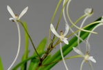 Load image into Gallery viewer, Neofinetia falcata 'Yatsuhusa' 八房