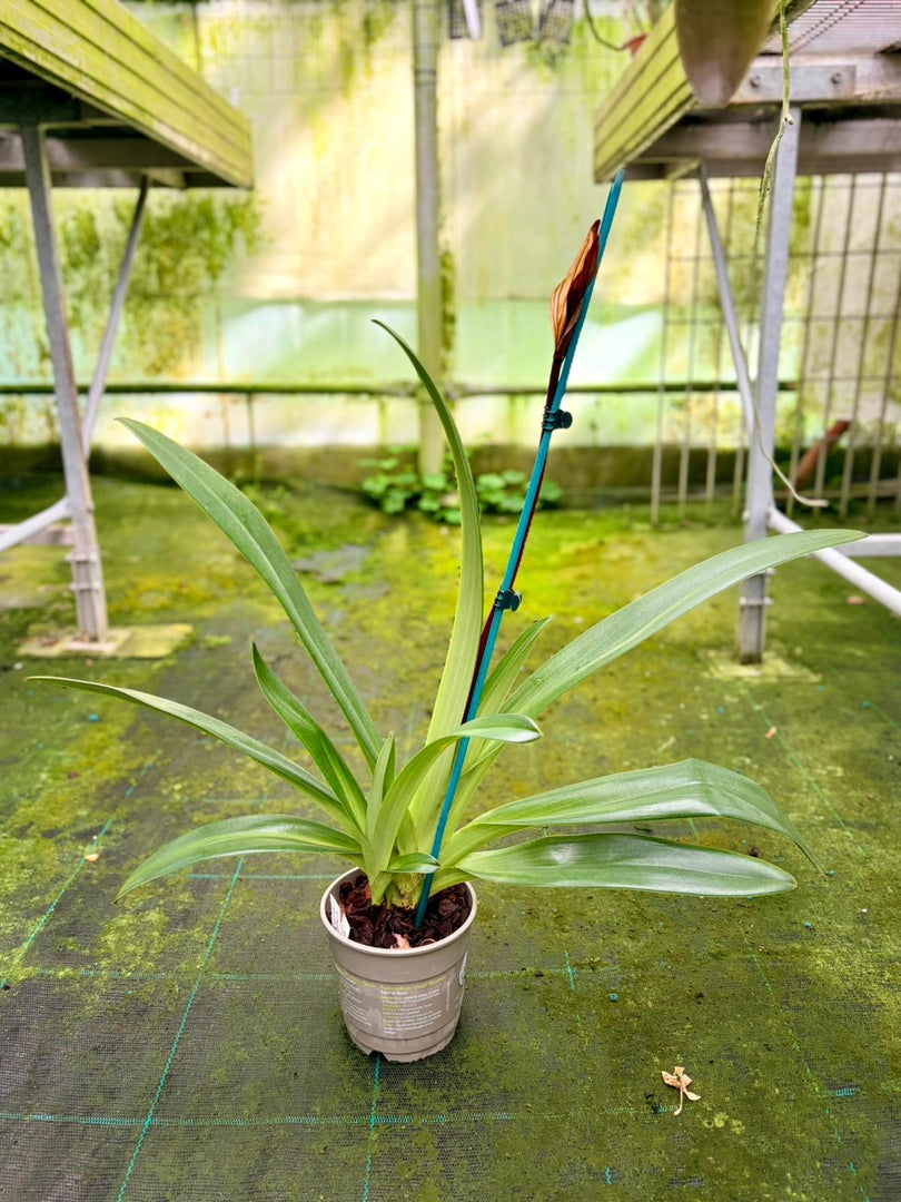 Paphiopedilum rothschildianum 'Out Touch' × Johanna Burkhardt 'Sam's Choice' FCC/AOS - Orchid Inn, Ltd.