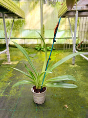 Paphiopedilum rothschildianum 'Out Touch' × Johanna Burkhardt 'Sam's Choice' FCC/AOS - Orchid Inn, Ltd.
