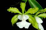 Carica l&#39;immagine nel visualizzatore Galleria, Cattleya aclandiae var. alba
