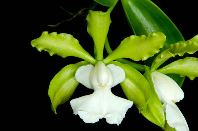 Cattleya aclandiae var. alba