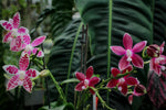 Carica l'immagine nel visualizzatore Galleria, Phalaenopsis Double Shot ((amabilis x tetraspis #C1) x tetraspis #C1)