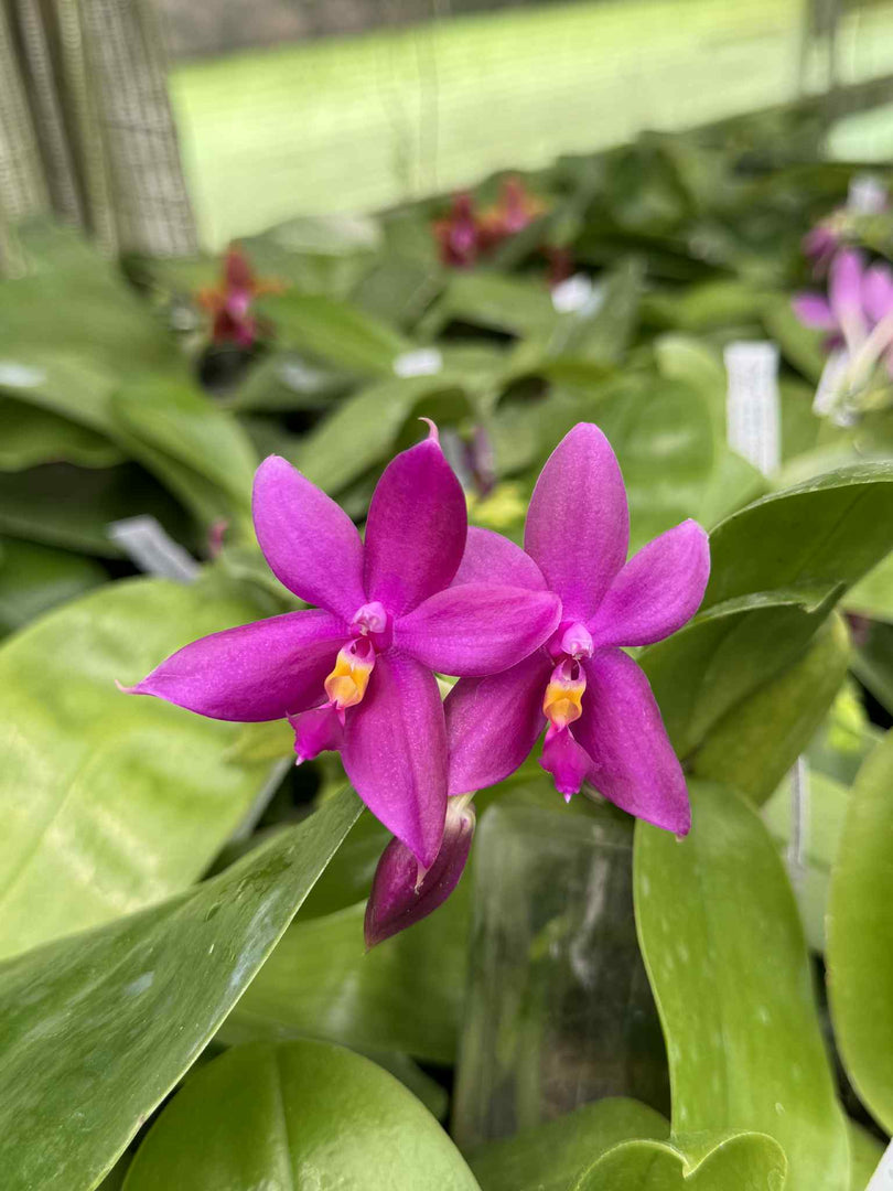 Phalaenopsis KS Blue Star x Phalaenopsis Samera blue