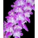 Carica l&#39;immagine nel visualizzatore Galleria, Aerides rosea
