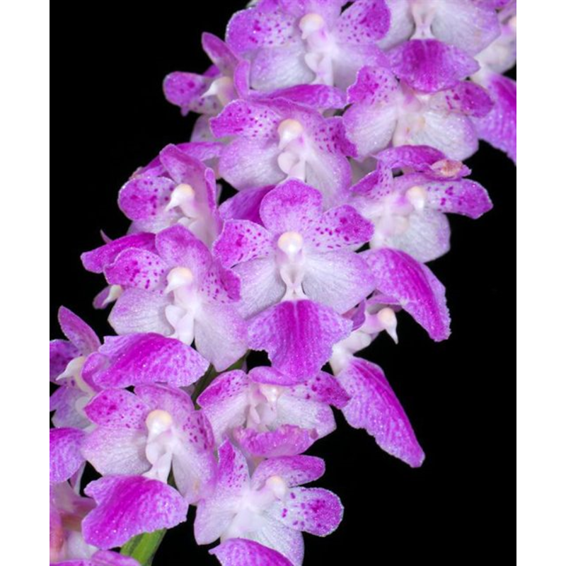 Aerides rosea