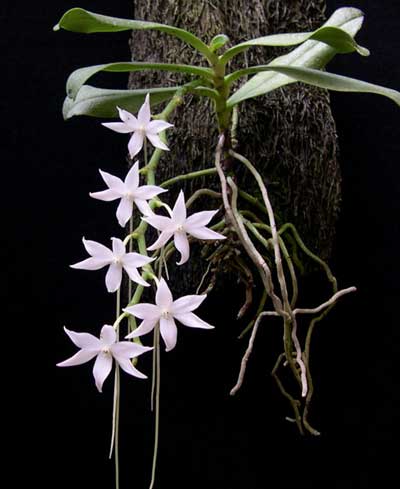 Aerangis articulata