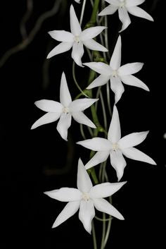 Aerangis articulata