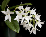 Aerangis articulata x fastuosa