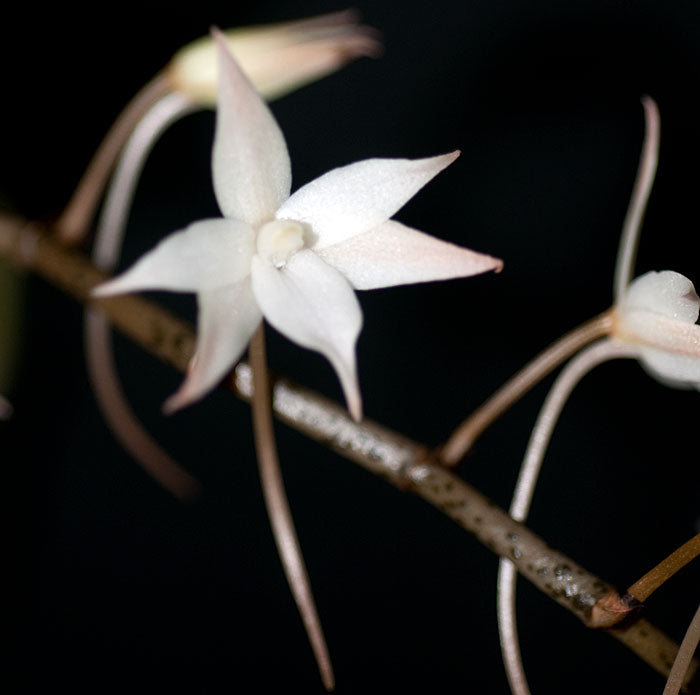 Aerangis biloba
