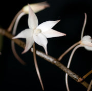 Aerangis biloba