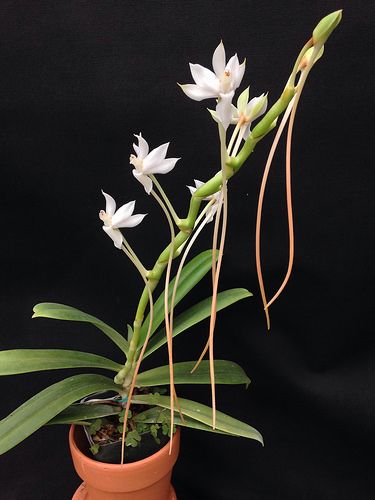Aerangis ellisii