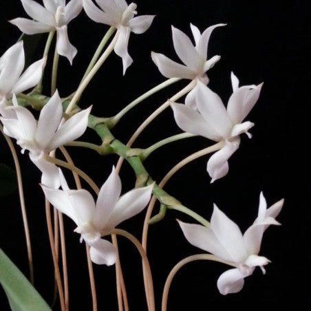 Cattleya aclandiae var. Albescens 'Carolyne' x self – Giulio