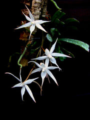 Aerangis kirkii