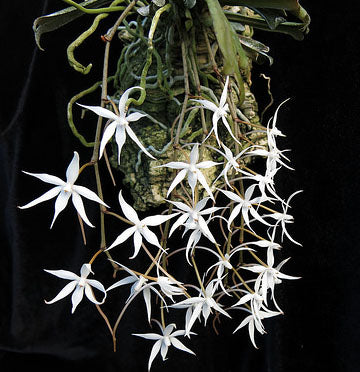 Aerangis kirkii