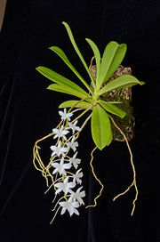 Aerangis modesta