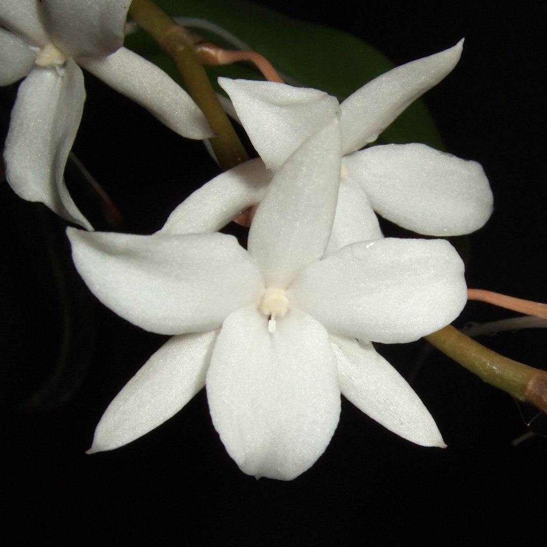 Aerangis modesta