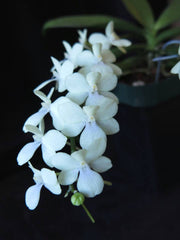 Aerangis Zipper (Aergs. James G. Coyner x Aergs. citrata)