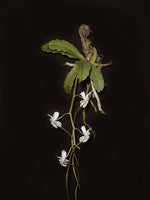 Carica l&#39;immagine nel visualizzatore Galleria, Aerangis verdickii
