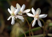Aerangis verdickii
