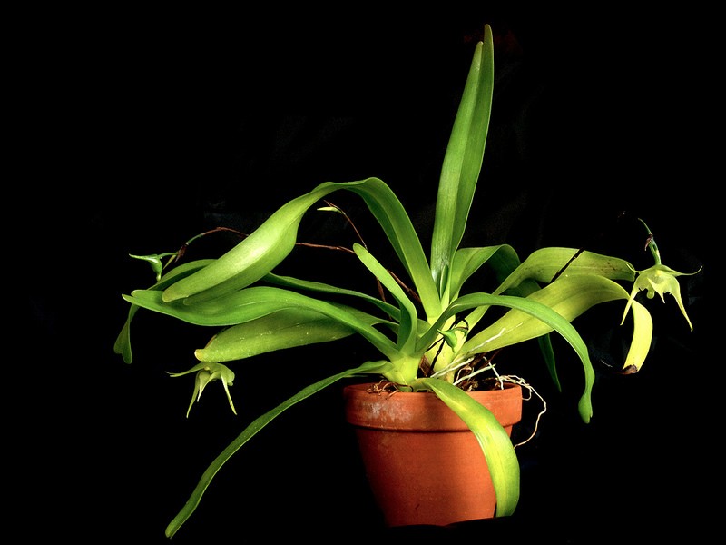 Aeranthes arachnites