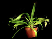 Aeranthes arachnites