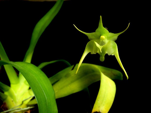 Aeranthes arachnites