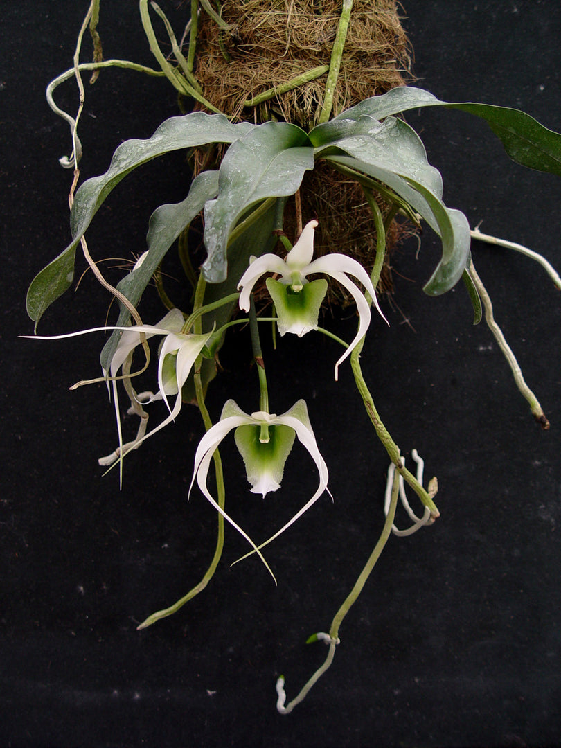 Erasanthe (syn. Aeranthes) henrici