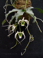 Erasanthe (syn. Aeranthes) henrici