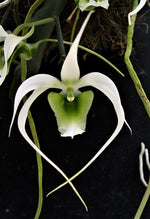 Carica l&#39;immagine nel visualizzatore Galleria, Erasanthe (syn. Aeranthes) henrici
