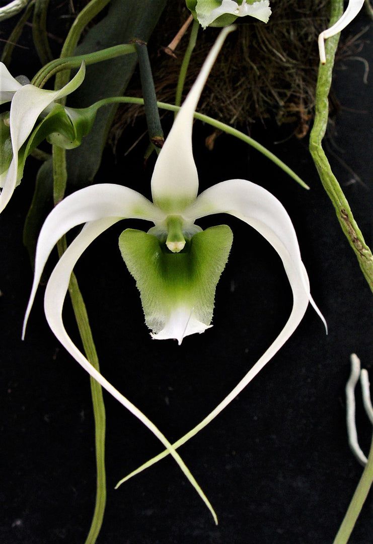 Erasanthe (syn. Aeranthes) henrici