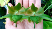 Aeranthes ramosa
